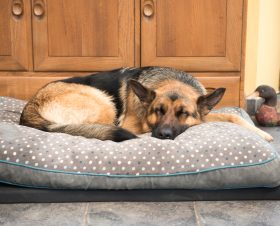 Should You Leave the Air Conditioner Running for Your Pets?