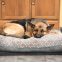 Should You Leave the Air Conditioner Running for Your Pets?